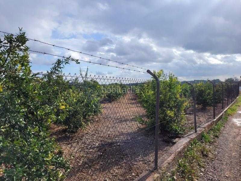 Foto fdd829fb-369f-412a-905d-8684d6702d18. Finca rústica a plaça poligono 28 44 a La Loma-Las Lomas Náquera