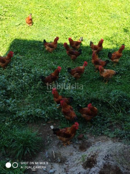 Foto 6fa903c1-552b-45d0-bde5-541c5282e73c. Terreny residencial a Ribera d´Urgellet