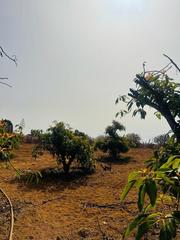 Finca rústica en Centro. Fantástico terreno en gimar con aguacateros y otros frutales!!