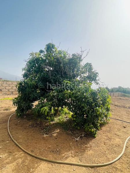 Foto 079a96a1-bf08-44b1-88fa-30a92b680121. Alquiler finca rústica se alquila fina para explotación agrícola en guimar en Güímar