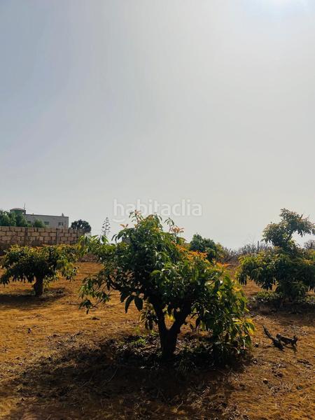Foto 2fecfece-4de5-4668-a934-a644460e9250. Alquiler finca rústica se alquila fina para explotación agrícola en guimar en Güímar