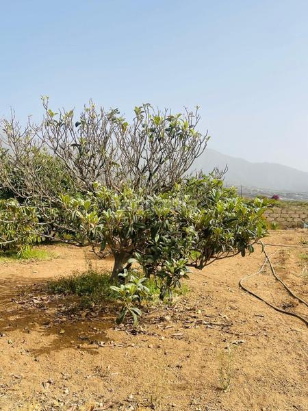 Foto 628f6af8-07ee-4fb4-9587-696bfe2ca759. Alquiler finca rústica se alquila fina para explotación agrícola en guimar en Güímar