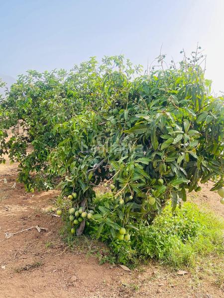 Foto e37b0105-aa41-42af-9a0e-b6733a06f149. Alquiler finca rústica se alquila fina para explotación agrícola en guimar en Güímar
