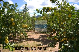 Terreny residencial a Mazarrón Casco Urbano. Extensa finca de limoneros 49 ha