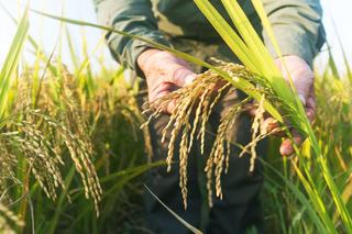 Finca rústica a Deltebre. Arrozal en venta en deltebre