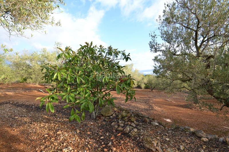 Foto df42d6ad-c09e-4f8b-8b29-98386b78e25e. Masia a polígono 10 parcela 27 codinas. el perello (tarra 10 a Perelló (El)