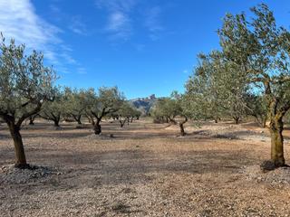 Finca rústica a Perelló (El). Finca rústica con olivos y casa de campo reformable en la zona d