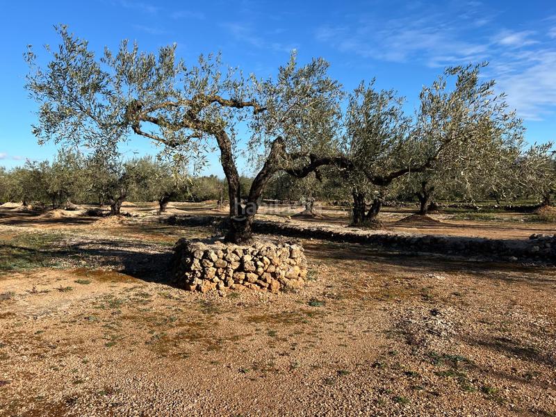 Foto 986ed776-43d7-4c8b-80aa-dcce81053412. Landgut in Perelló (El)