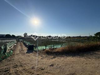 Terreny residencial a Bonanza-Avda de Huelva-Barrio Andalucia. Terreno agrícola en los llanos
