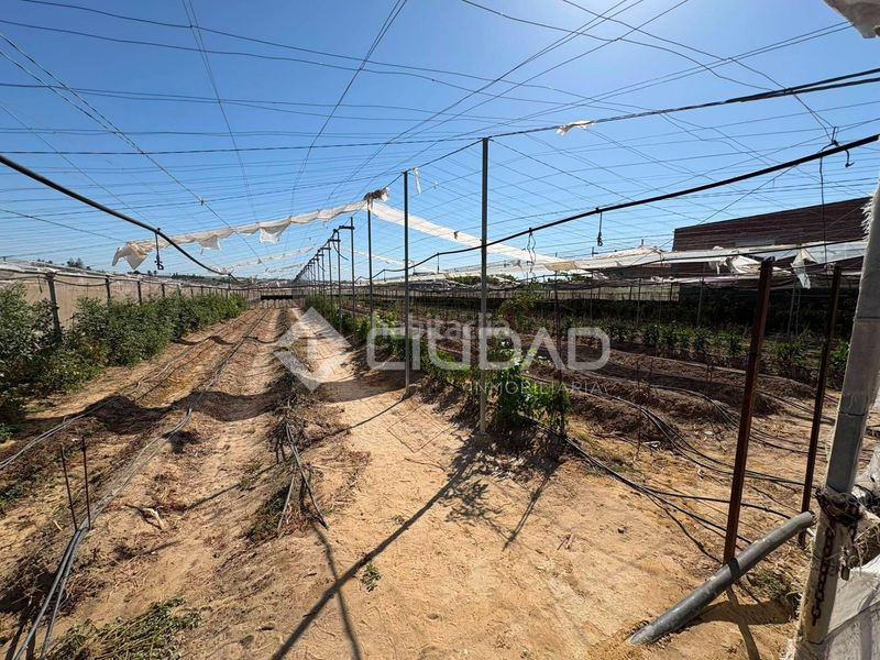 Foto 5d0efeb7-a735-4cf1-a03b-c46fa8ed3a79. Finca rústica a Las Palmeras-Dehesilla Sanlúcar de Barrameda