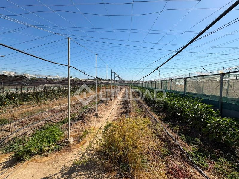 Foto 848a23a3-c761-436a-a4d5-a8f9e5fd56f2. Finca rústica a Las Palmeras-Dehesilla Sanlúcar de Barrameda