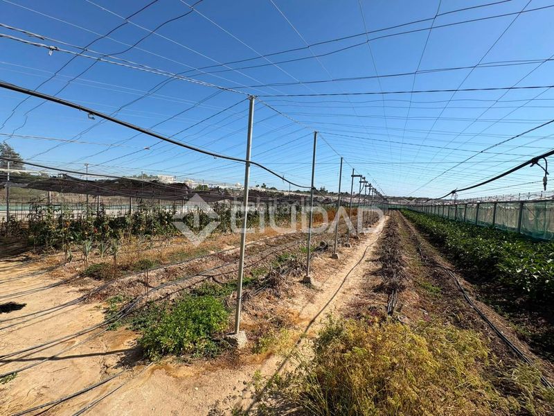 Foto f39039a0-3b3e-4948-9855-c935342323c3. Finca rústica a Las Palmeras-Dehesilla Sanlúcar de Barrameda