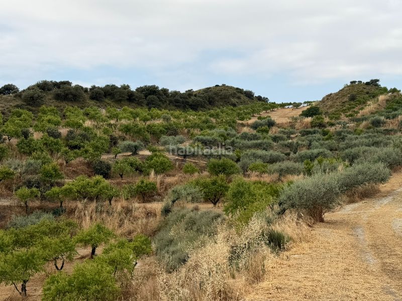 Foto c10d999a-53a1-47ff-a9ca-72e6a4be0bcb. Finca rústica a c-12 5 a Balaguer