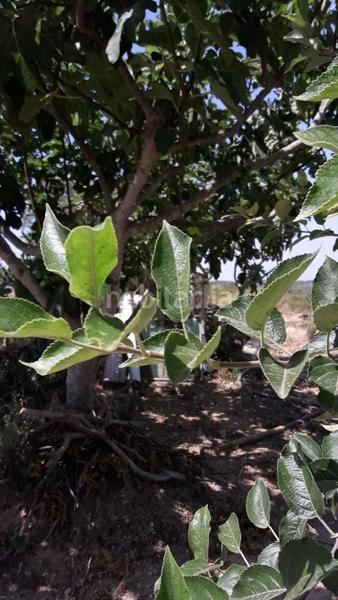 Foto b4ccc0de-243d-4873-802f-e8f0bb9ff5f7. Terreny residencial a Salomó