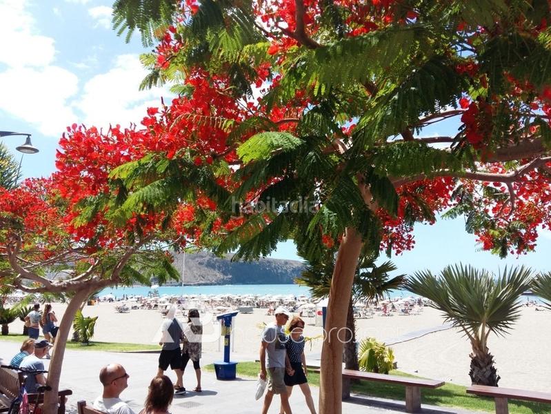 Foto 252d8382-b2bc-43b9-a987-191f3daaf0b6. Pis a Los Cristianos Arona