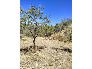 Finca rústica a Paterna del Río. Finca rustica en venta en bayárcal