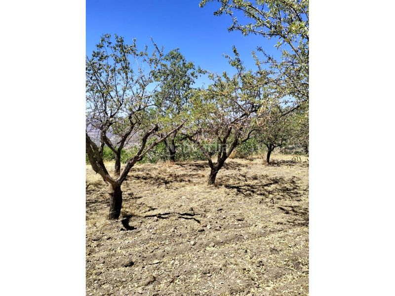 Foto 3251888f-b0ef-4821-976d-5e61496572ba. Finca rústica a Paterna del Río
