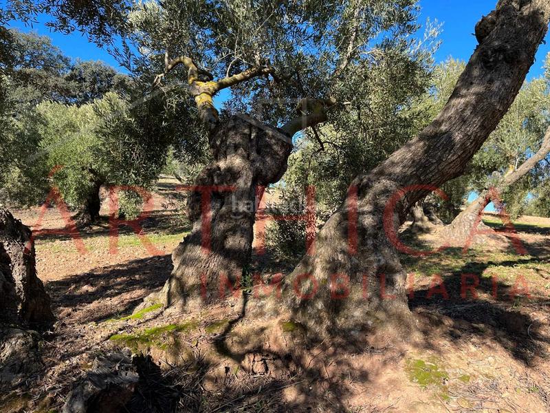 Foto 9ba9a132-d49a-48fd-8836-64998f71dde7. Country house with parking in Bobadilla - Bobadilla Estación - La Joya Antequera