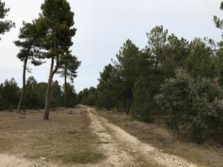 Finca rústica a Cuéllar. Venta de dos fincas rusticas en cuellar