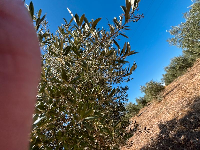 Foto 71875df3-88a7-4b96-8cbd-2075acf8a514. Chalet mit kamin parking in Partides Rurals Lleida