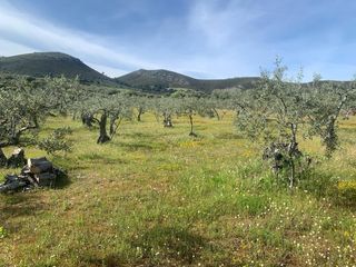 Rural plot  Las carboneras. Paraje carboneras, casas de millán