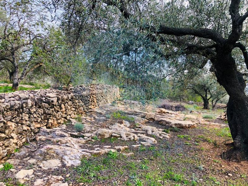 Foto 30c715a9-7032-4ade-8d47-3699a9d7b567. House in Urbanitzacions Tortosa