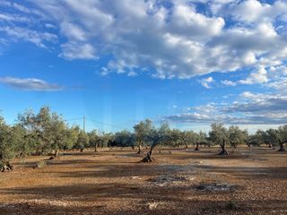 Masia a Ampolla (L�). Finca r�stica plana con pozo de agua.