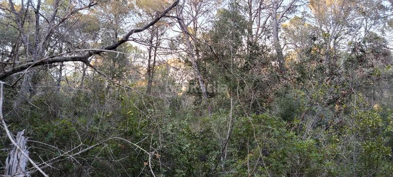 Foto 79f6a031-66cc-493b-bfcd-fd610325849a. Rural plot in Es Garrovers Marratxí