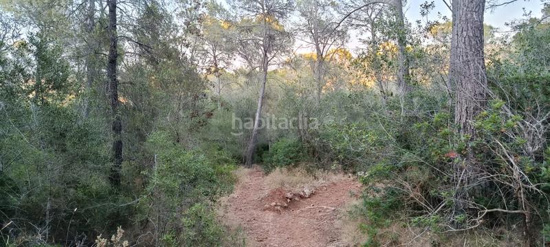 Foto 9ac183fe-60e2-4164-b61a-ac0f8aa9d00b. Rural plot in Es Garrovers Marratxí