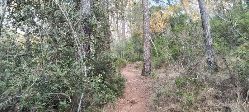 Foto c83671ee-95e9-46f0-885c-1b83c6744884. Rural plot in Es Garrovers Marratxí