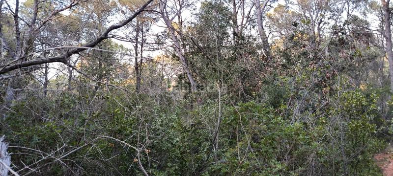 Foto dbd3cb7d-0cbe-456d-9d5d-8418f6dc72ac. Rural plot in Es Garrovers Marratxí