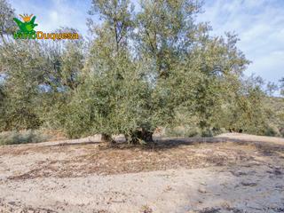 Propriété à Belicena. Finca de olivos y almendros con mas de 50.000 m.