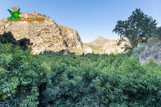 Finca rústica a Vélez de Benaudalla. Finca rústica de aguacate en término de velez de benaudalla.