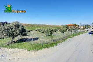 Terrain résidentiel  Avenida san javier. Terreno las gabias de secano 5.000 m2 con 50 olivos