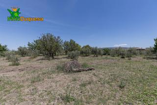 Finca rústica en Campus de la Salud. Terreno rustico con olivos y frutales con casi 3.000 m