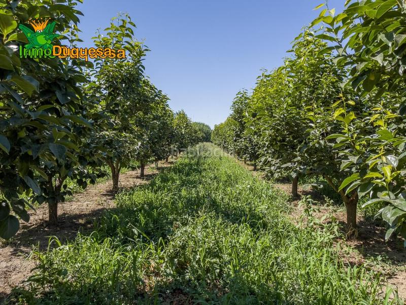 Foto 19f8abfa-a52a-4899-81c9-141404bc50bd. Country house in camino pre ramal del molino pol.3 par in Zubia (La)