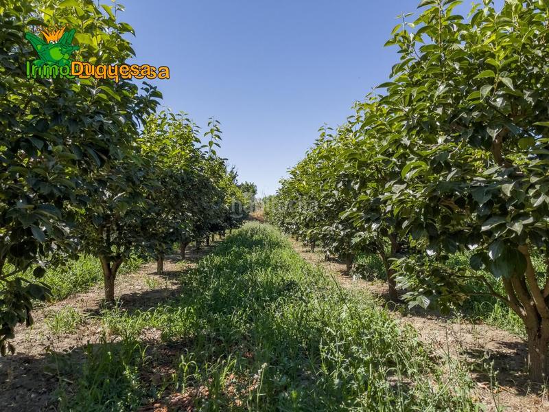 Foto 3a24f43c-4dd6-44ed-833a-8e0ed4155dfa. Country house in camino pre ramal del molino pol.3 par in Zubia (La)