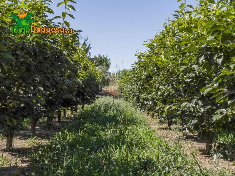 Foto 3f35899e-9063-40ab-bb31-6e88eb1cb799. Country house in camino pre ramal del molino pol.3 par in Zubia (La)