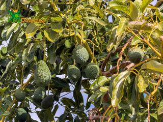 Mas  Calle diseminados, pol-8 par-359 000. Finca rústica de aguacates con contrucción de 37 m en los guájar