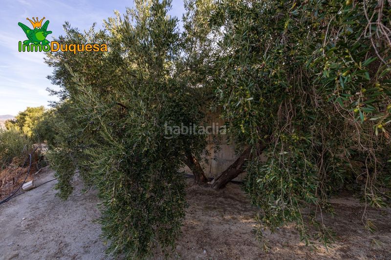 Foto 17a7a535-1769-4183-93b2-d49ad8541d3d. Masia a Pinar (El)