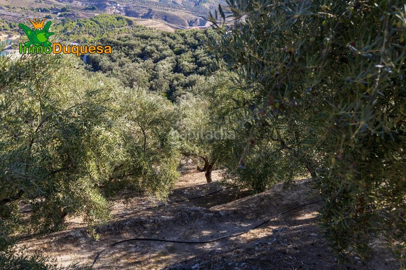 Foto 4197edc5-120b-417c-a90a-3d822fc471b6. Masia a Pinar (El)