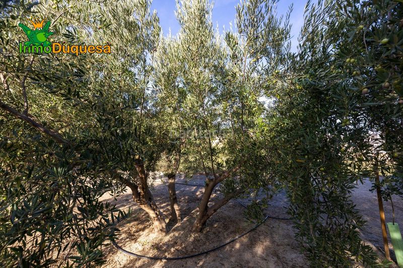 Foto 53986ed2-e7c0-45bf-a40a-7683eab2dd5b. Masia a Pinar (El)