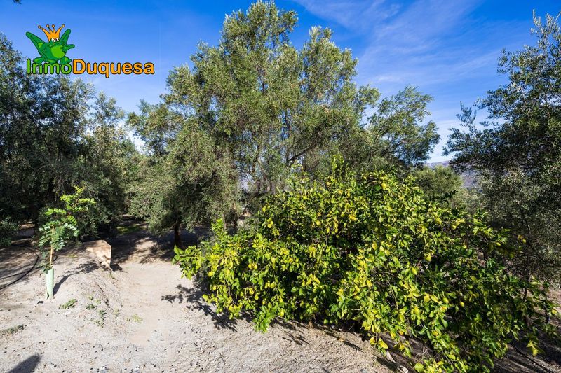 Foto 582b9473-2196-4f59-98ea-a265d477ad1f. Masia a Pinar (El)