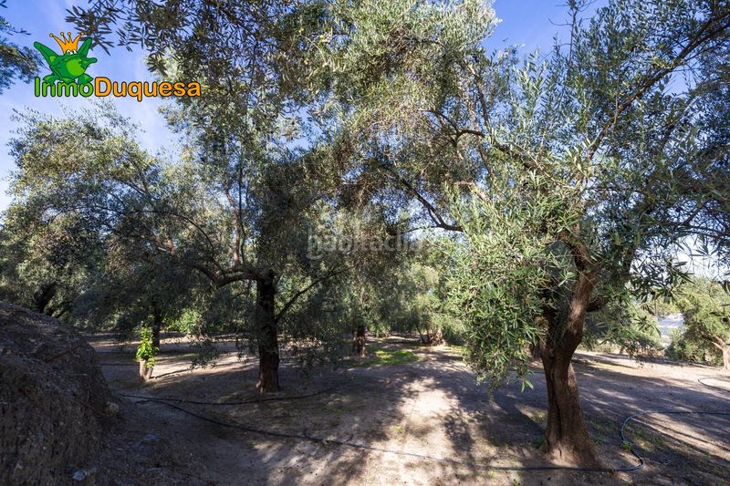 Foto 7c83f26a-7d3e-4bdc-938b-de6ed730636a. Masia a Pinar (El)