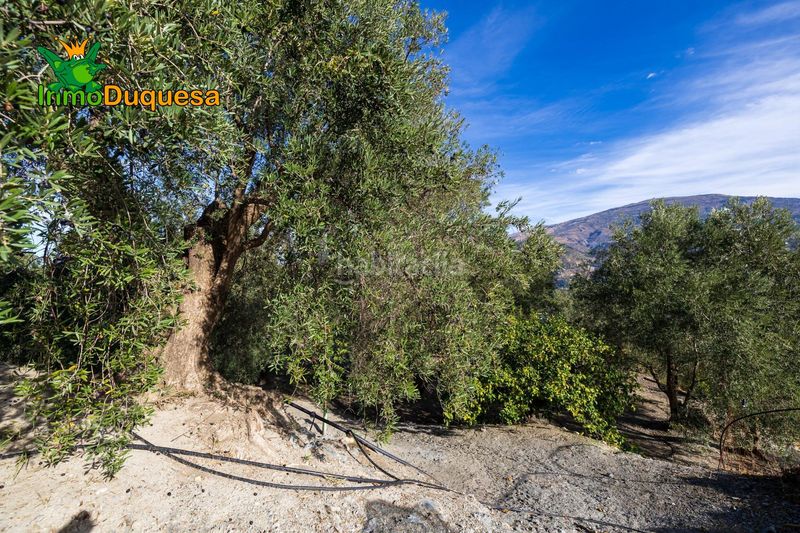 Foto c2723e54-8d08-488e-8499-cecee378b841. Masia a Pinar (El)