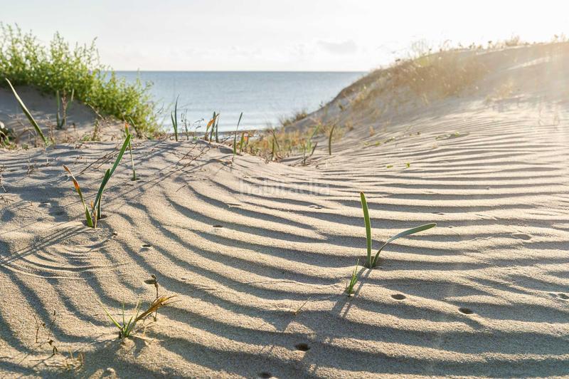Foto 5bb58737-4a38-4bf0-87ea-6f8c6d123845. Ático vive el mediterráneo con estilo en Oliva playa Oliva