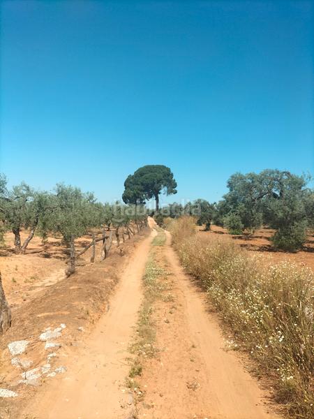 Foto 00e47c17-0aab-49bb-be9f-059507e46f94. Finca rústica atención magnifica finca de olivos con pozo y caseta de aperos . en Bollullos de la Mitación