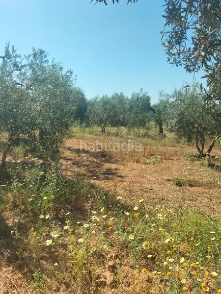 Foto 08d1fe61-5cfb-4fb3-be44-6a657b61eb8b. Finca rústica atención magnifica finca de olivos con pozo y caseta de aperos . en Bollullos de la Mitación