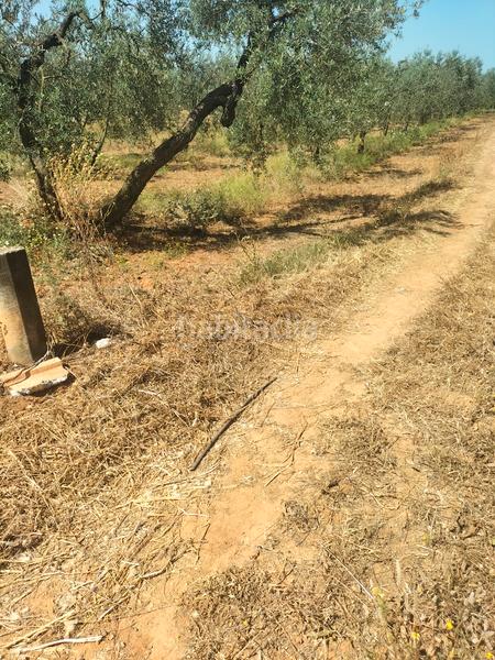 Foto 0a6a30a1-eceb-4d69-a44a-865381583fb8. Finca rústica atención magnifica finca de olivos con pozo y caseta de aperos . en Bollullos de la Mitación