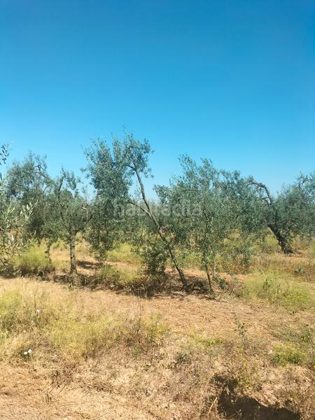Foto 0c219df8-8eb2-476d-bc2b-85c76780ea00. Finca rústica atención magnifica finca de olivos con pozo y caseta de aperos . en Bollullos de la Mitación